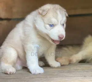 1-3 Months Male Purebred Siberian Husky
