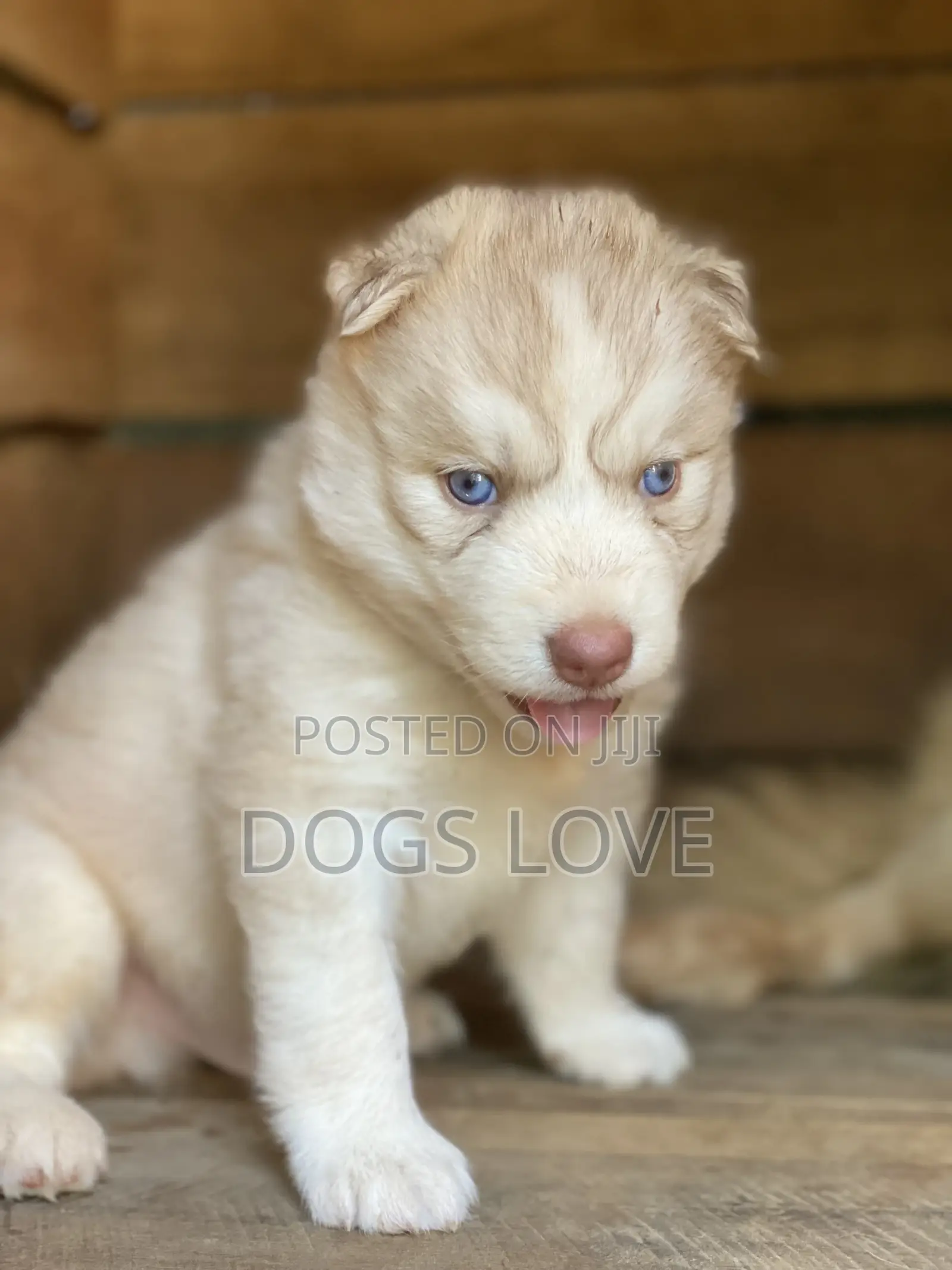 1-3 Months Male Purebred Siberian Husky