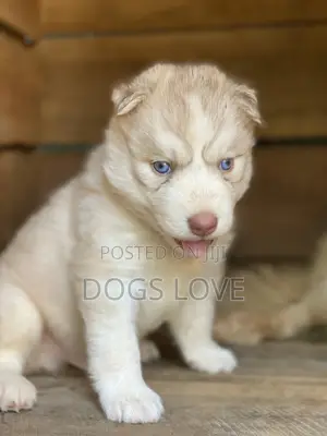1-3 Months Male Purebred Siberian Husky