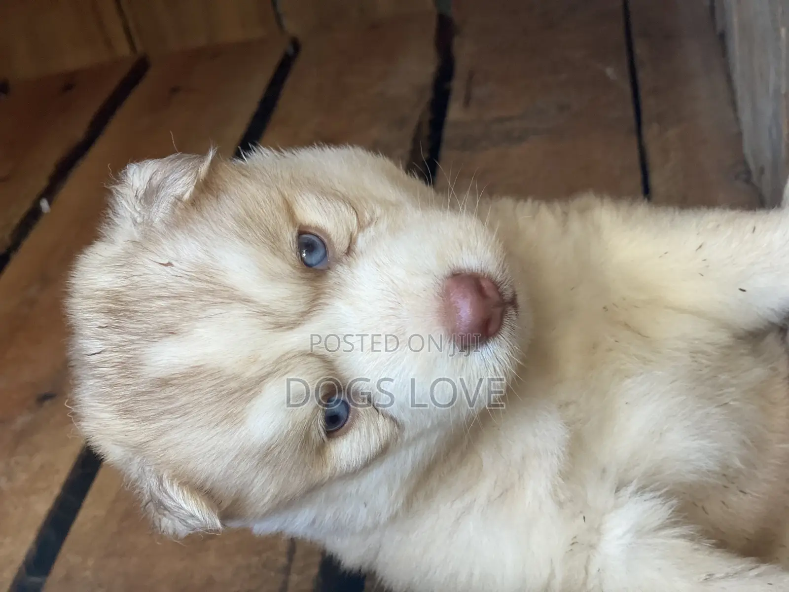 1-3 Months Male Purebred Siberian Husky