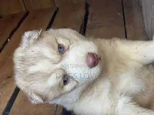 1-3 Months Male Purebred Siberian Husky