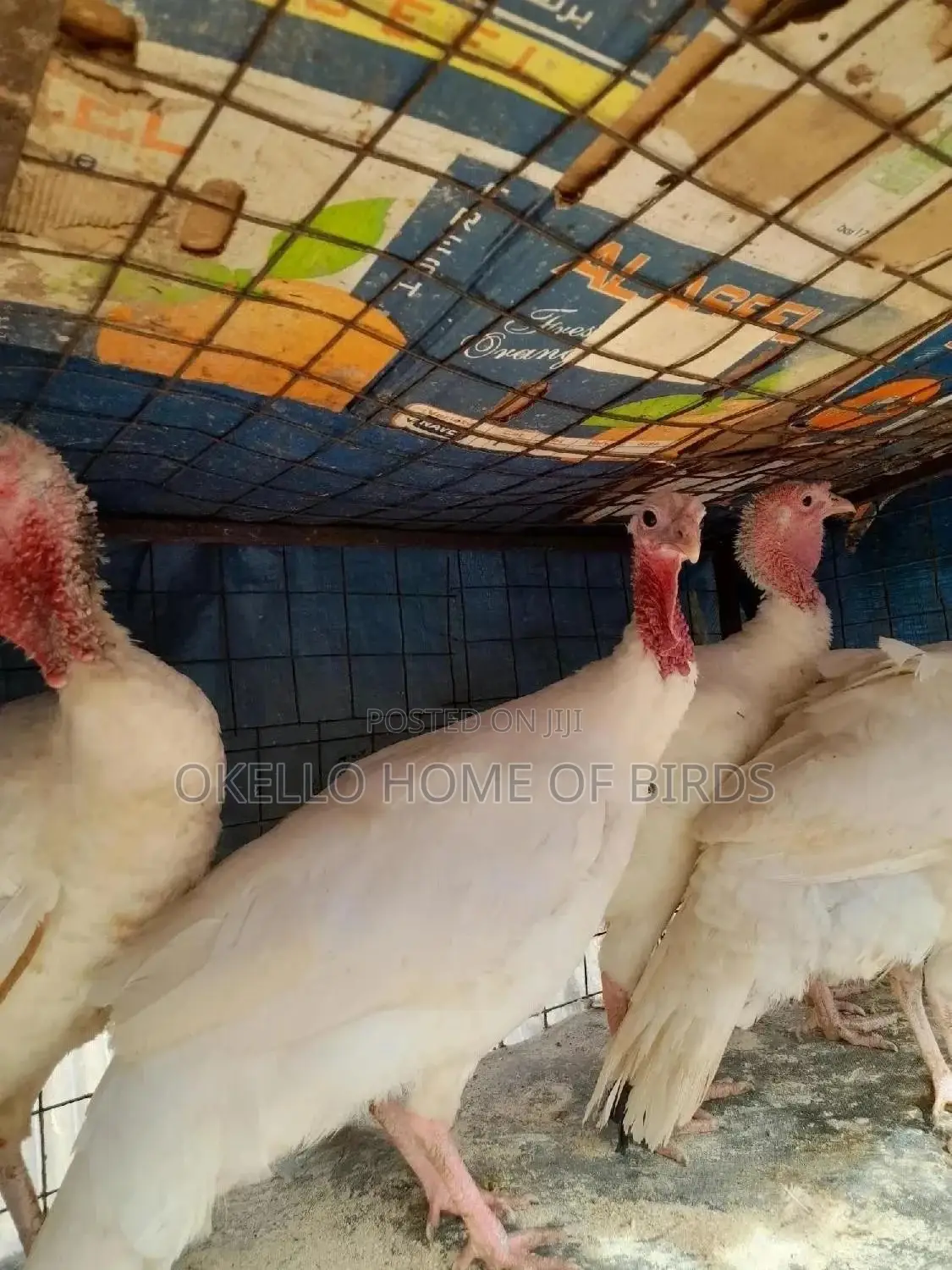 White Holland Females Turkeys for Sell