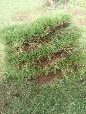 Photo - Natural Paspalum Grass Carpet/Omudo