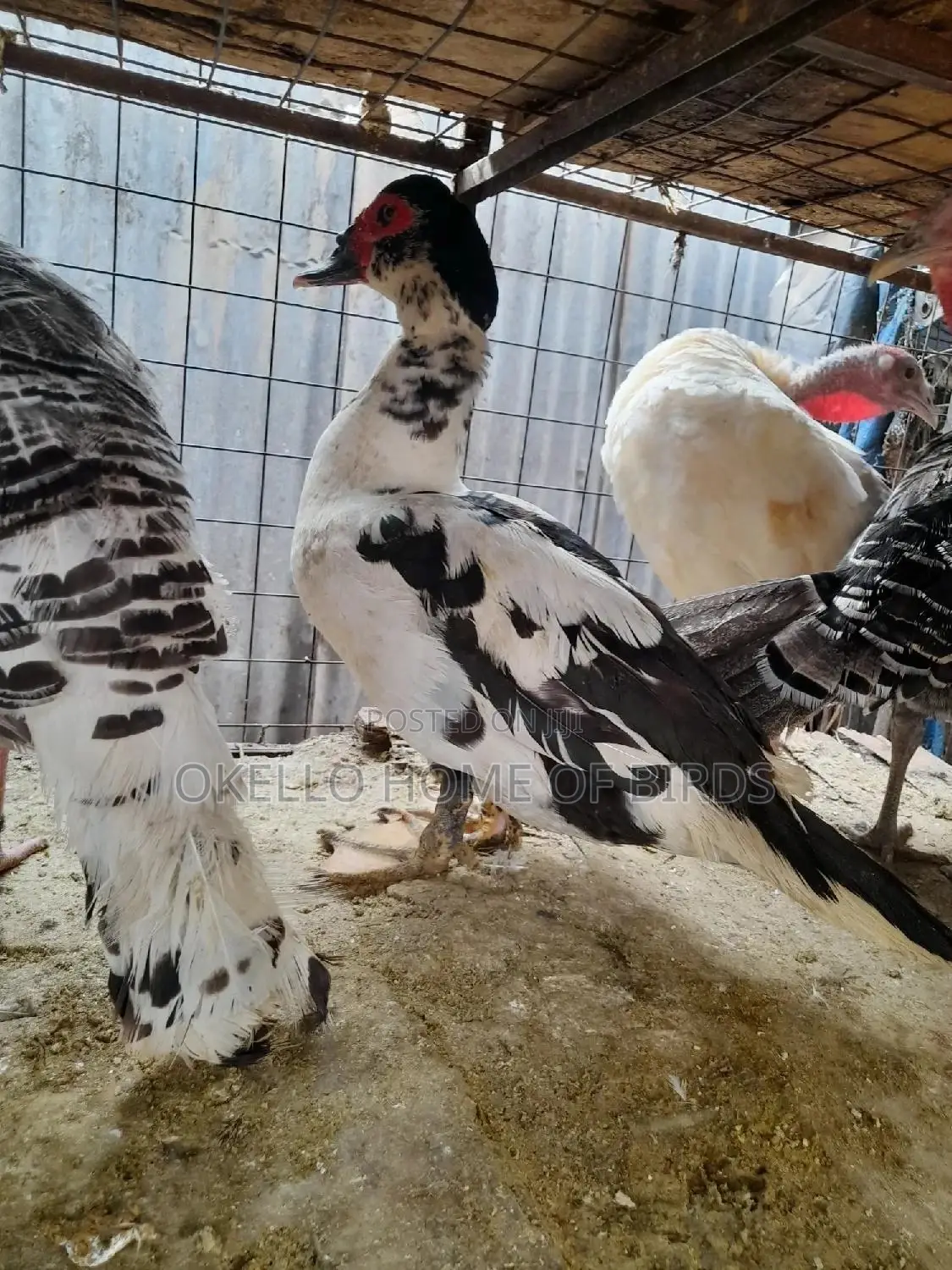 Male Local Duck for Meat