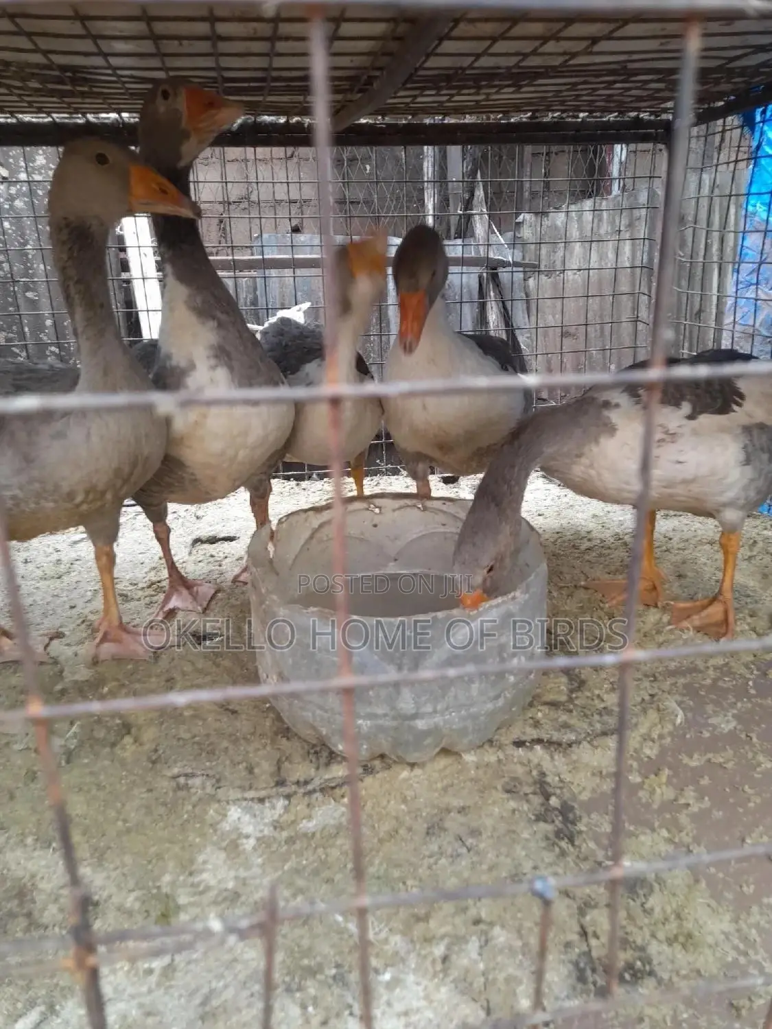 4 to 5 Months Geese for Breeding