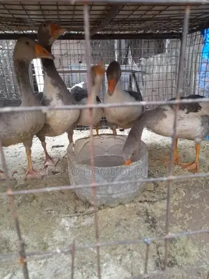 4 to 5 Months Geese for Breeding
