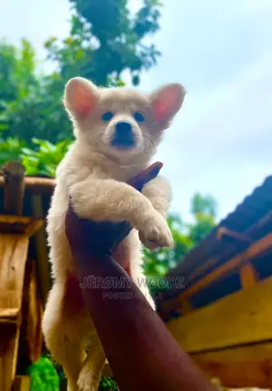 1-3 Months Male Purebred Japanese Spitz