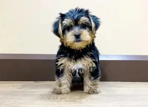 3-6 Months Female Purebred Maltese