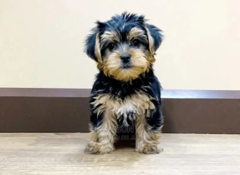 3-6 Months Female Purebred Maltese