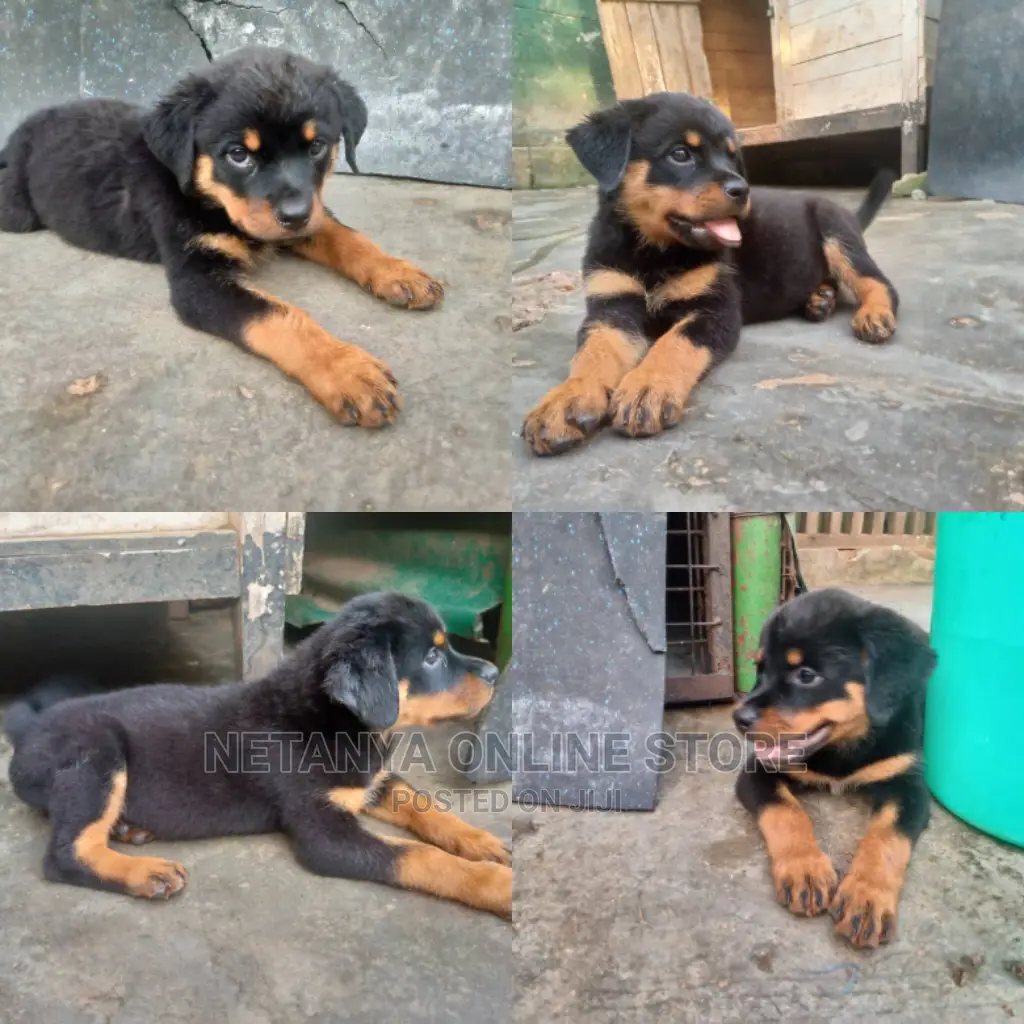 1-3 Months Male Purebred Rottweiler