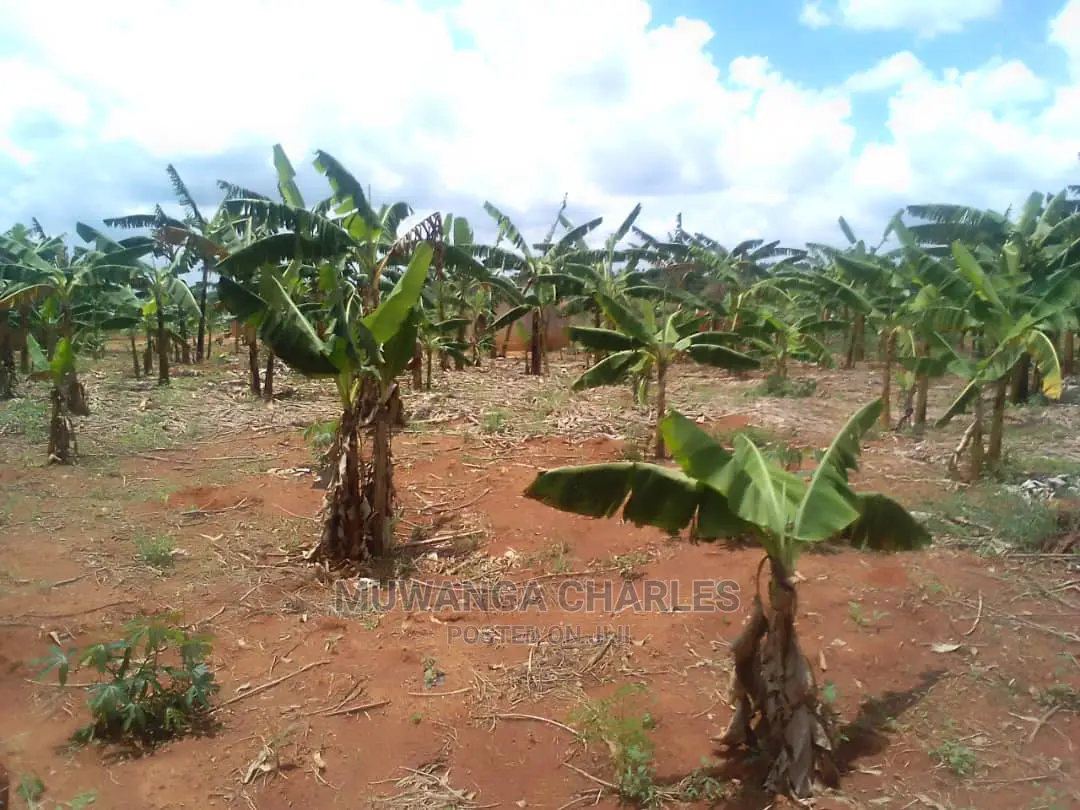 100by50ft Plot of Land for Sale at Kiwenda