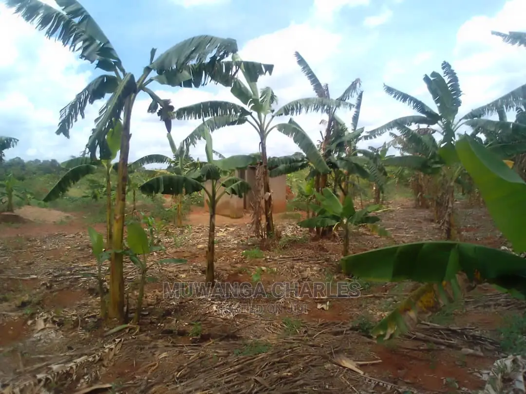 100by50ft Plot of Land for Sale at Kiwenda