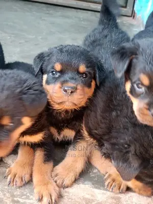 1-3 Months Male Purebred Rottweiler
