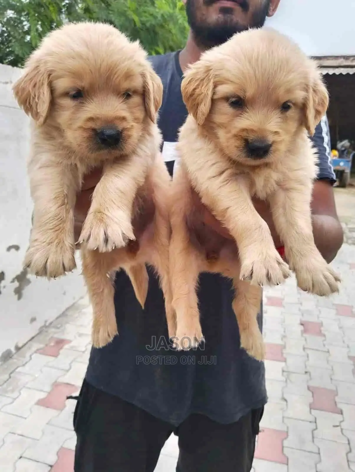 1-3 Months Male Purebred Golden Retriever