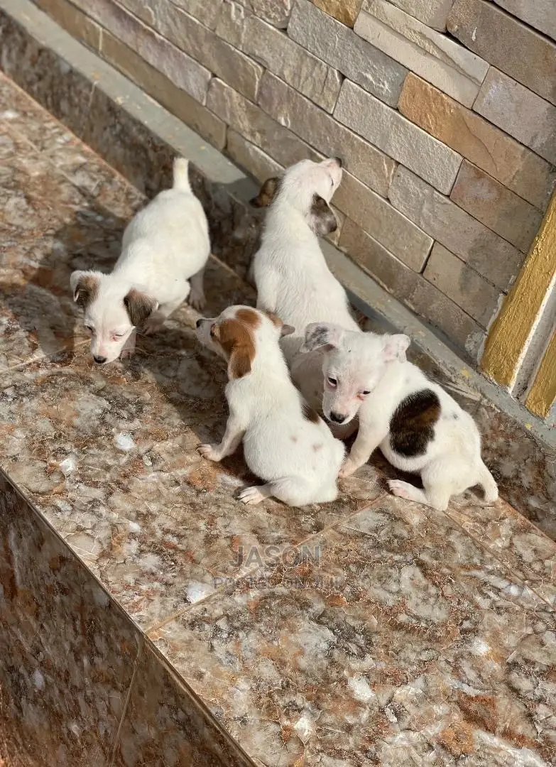 3-6 Months Male Purebred Jack Russell Terrier