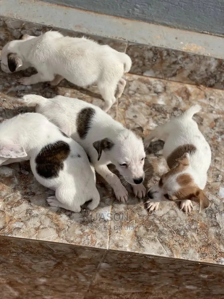 3-6 Months Male Purebred Jack Russell Terrier