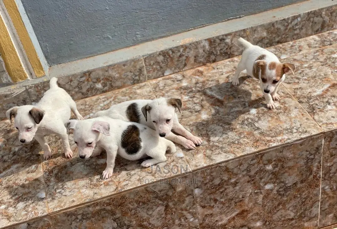 3-6 Months Male Purebred Jack Russell Terrier