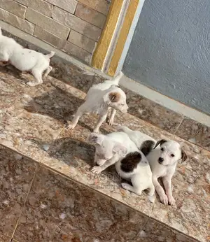 3-6 Months Male Purebred Jack Russell Terrier