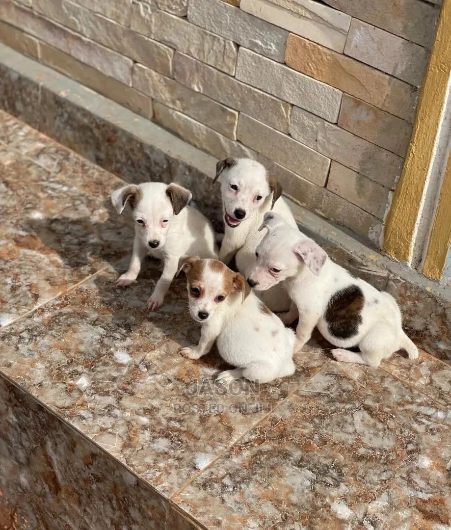 3-6 Months Male Purebred Jack Russell Terrier
