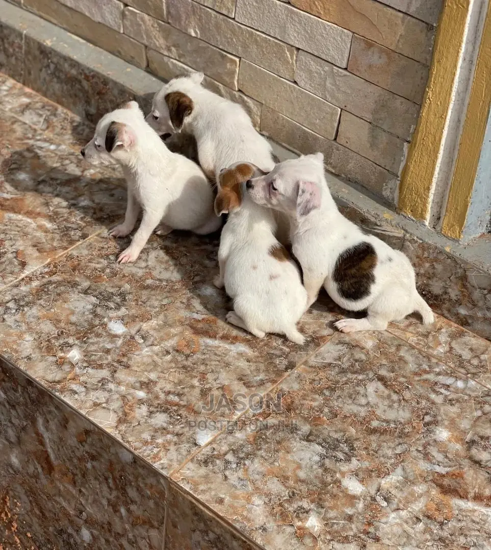 3-6 Months Male Purebred Jack Russell Terrier