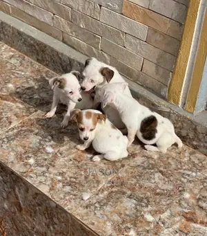 3-6 Months Male Purebred Jack Russell Terrier