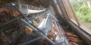 Special Offer on Cage Fabricators. 160 Layer Cage 1.4m