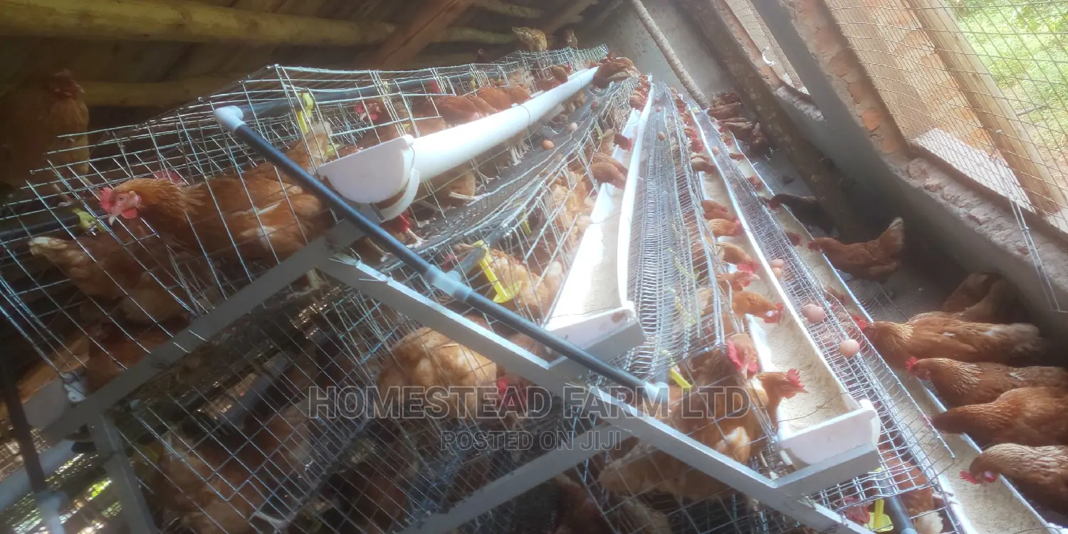 Special Offer on Cage Fabricators. 160 Layer Cage 1.4m