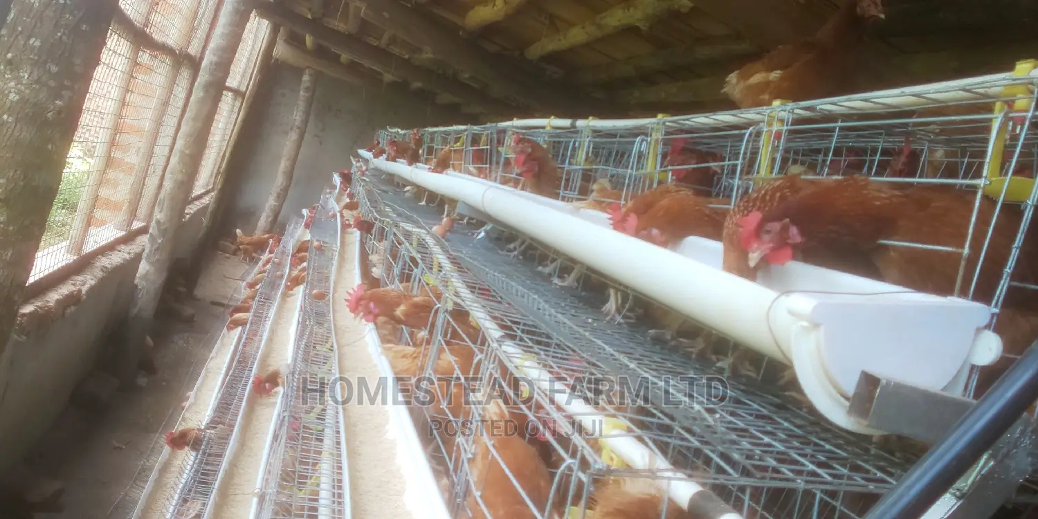 Special Offer on Cage Fabricators. 160 Layer Cage 1.4m