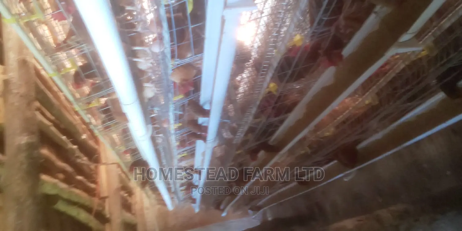 Special Offer on Cage Fabricators. 160 Layer Cage 1.4m