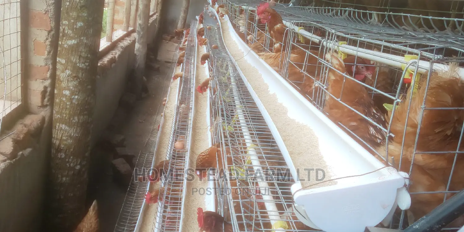 Special Offer on Cage Fabricators. 160 Layer Cage 1.4m