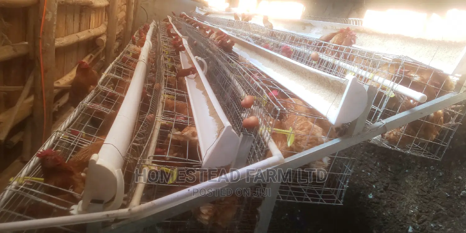 Special Offer on Cage Fabricators. 160 Layer Cage 1.4m