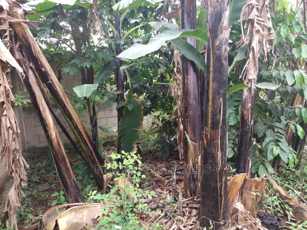 100by50ft Plot of Land for Sale at Gayaza Kijabijo