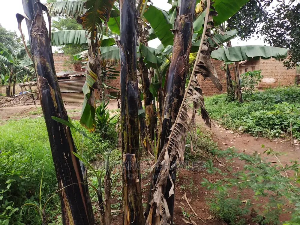 100by50ft Plot of Land for Sale at Gayaza Kijabijo