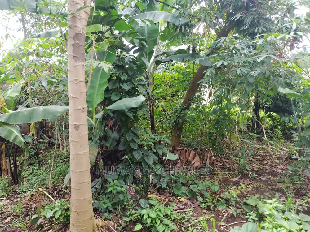 100by50ft Plot of Land for Sale at Gayaza Kijabijo