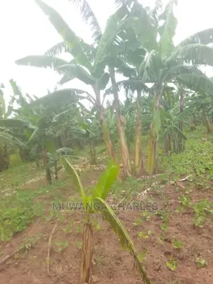 100by50ft Plot for Sale at Gayaza Kabubu