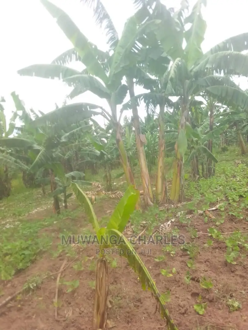 100by50ft Plot for Sale at Gayaza Kabubu