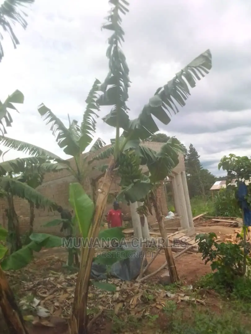 100by50ft Plot for Sale at Gayaza Kabubu