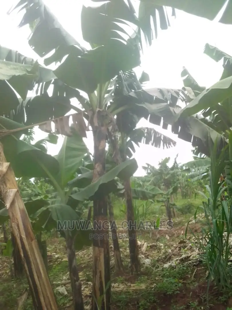 100by50ft Plot for Sale at Gayaza Kabubu