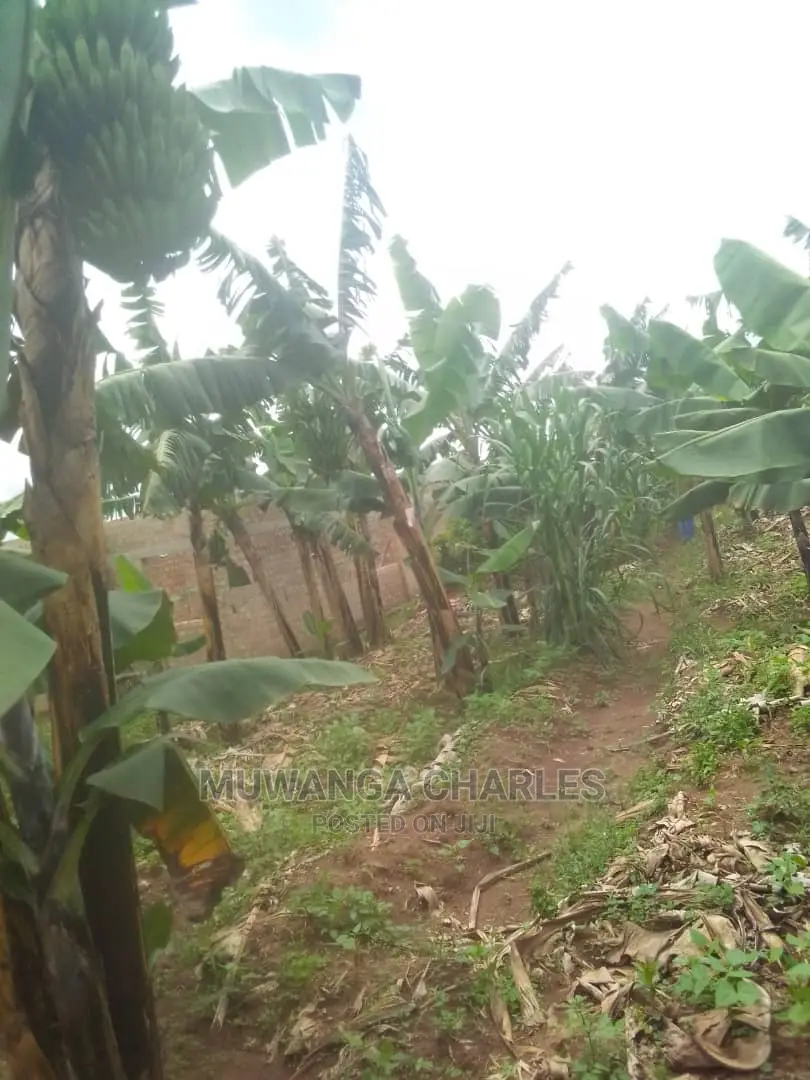 100by50ft Plot for Sale at Gayaza Kabubu