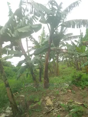 100by50ft Plot for Sale at Gayaza Kabubu