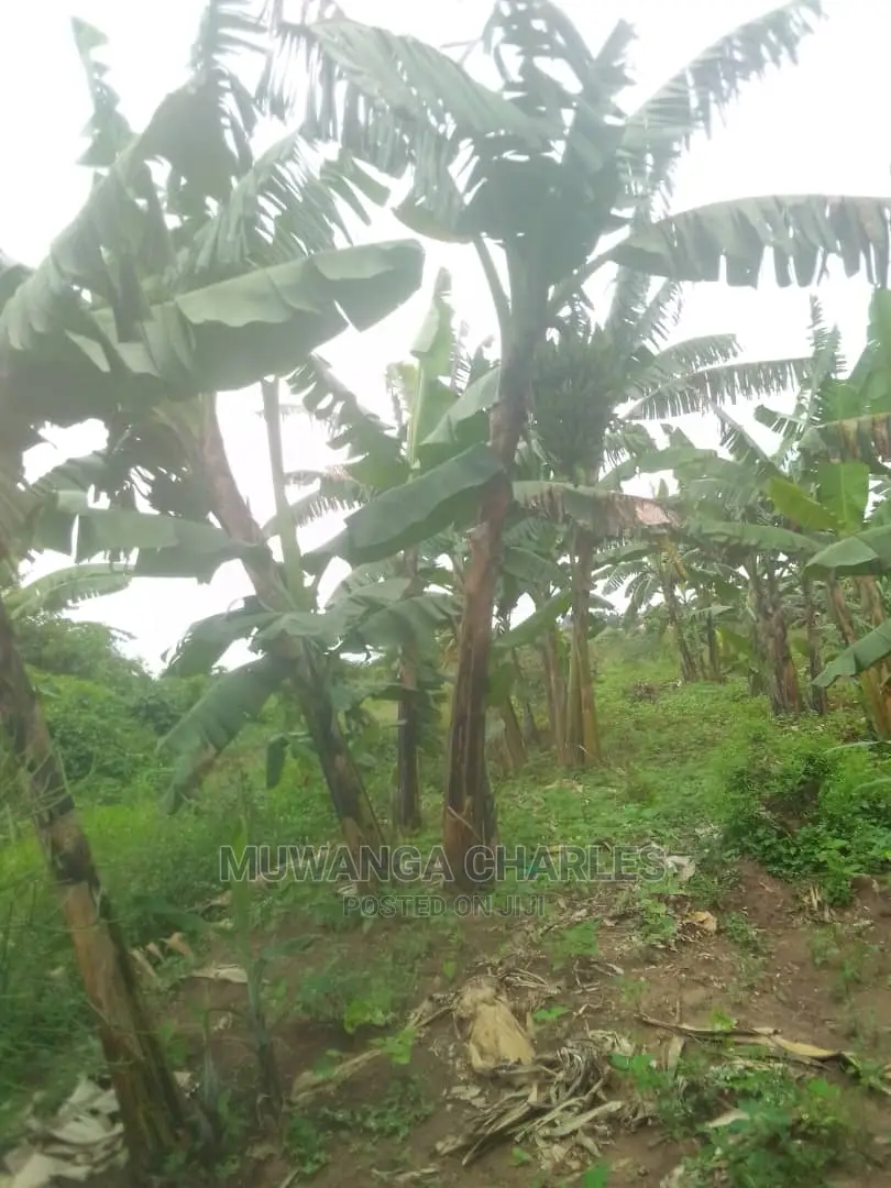 100by50ft Plot for Sale at Gayaza Kabubu