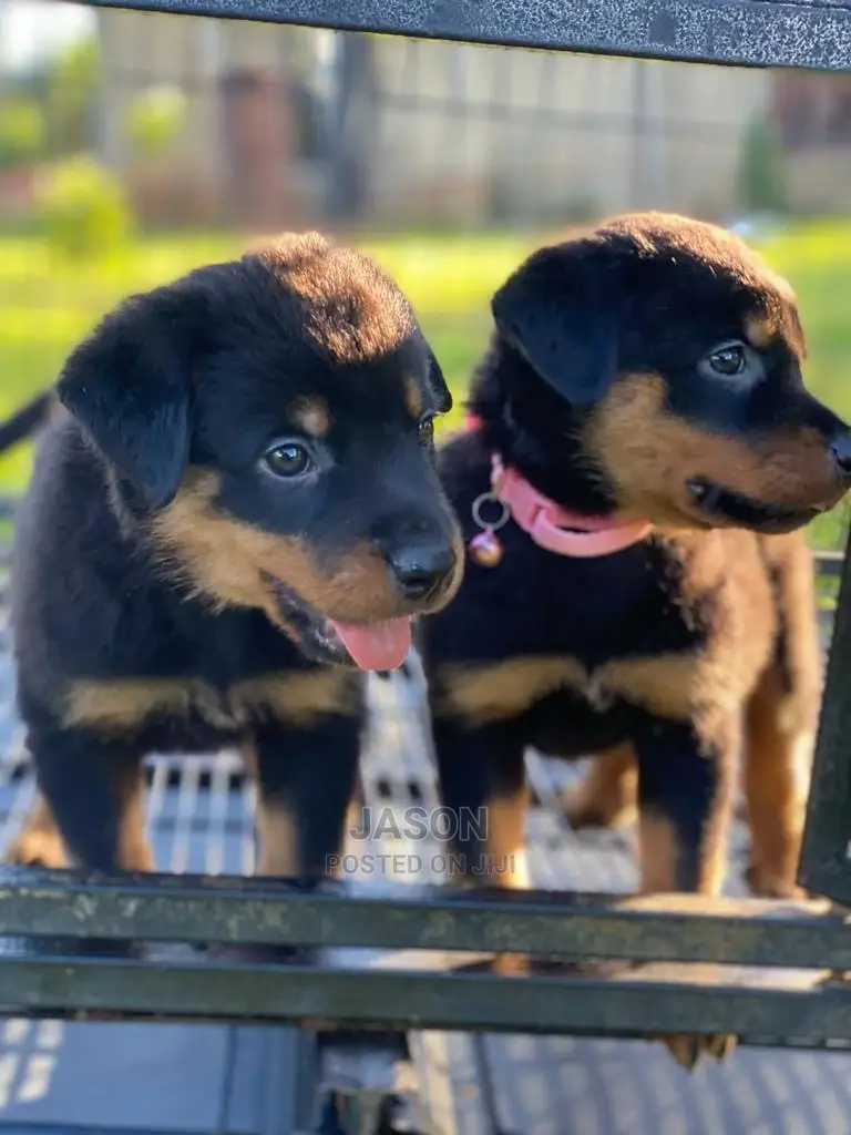 1-3 Months Male Purebred Rottweiler