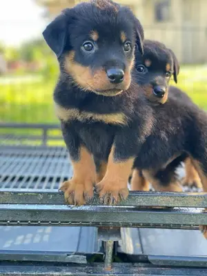 1-3 Months Male Purebred Rottweiler