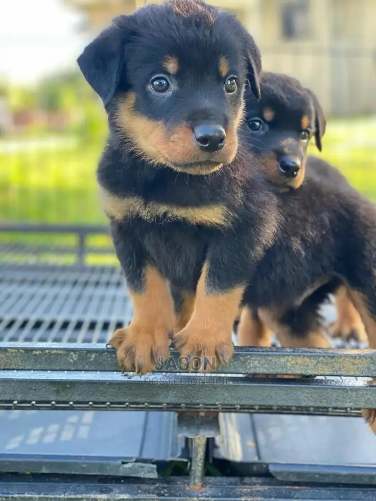 1-3 Months Male Purebred Rottweiler