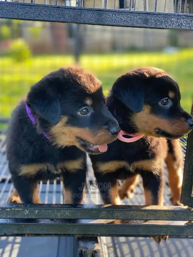 1-3 Months Male Purebred Rottweiler