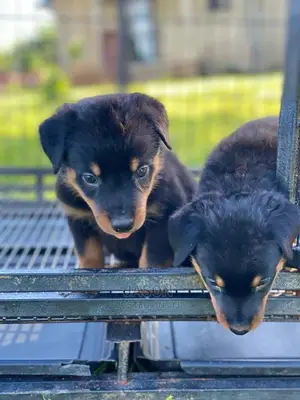 1-3 Months Male Purebred Rottweiler