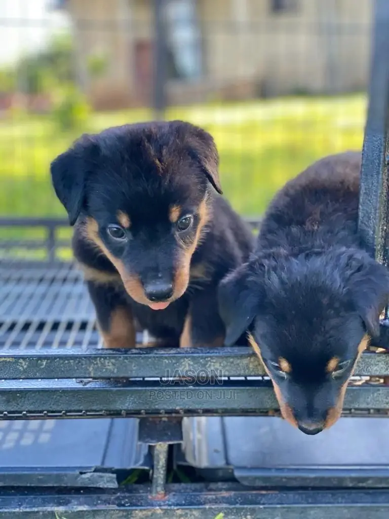 1-3 Months Male Purebred Rottweiler