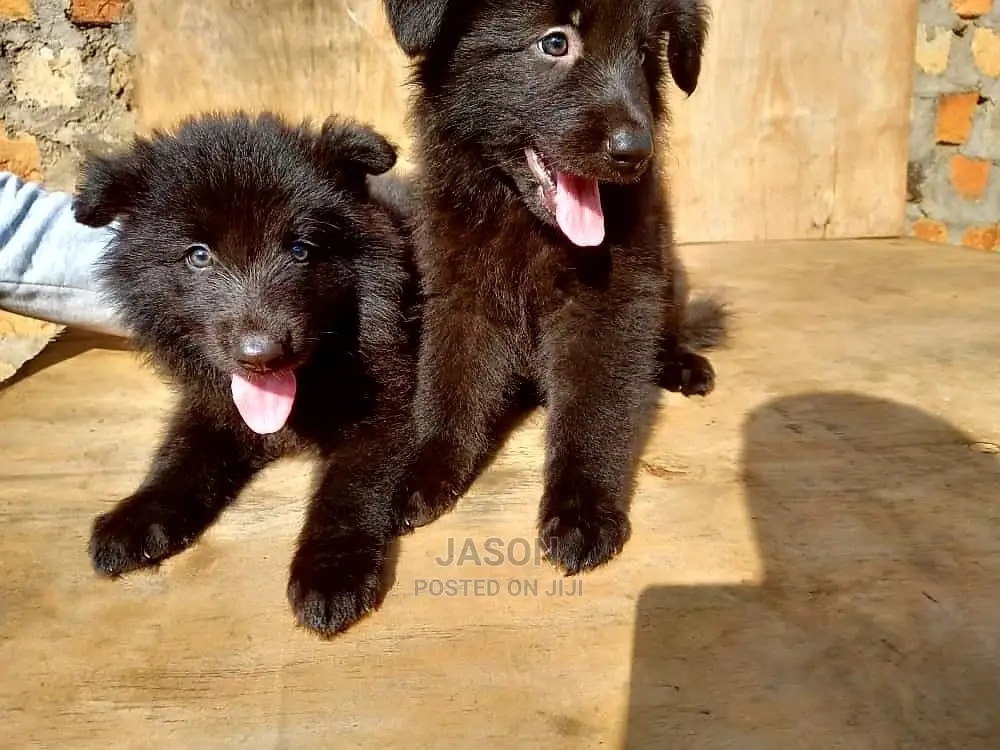 1-3 Months Male Purebred German Shepherd