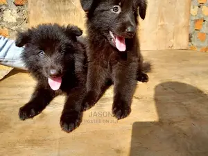 1-3 Months Male Purebred German Shepherd