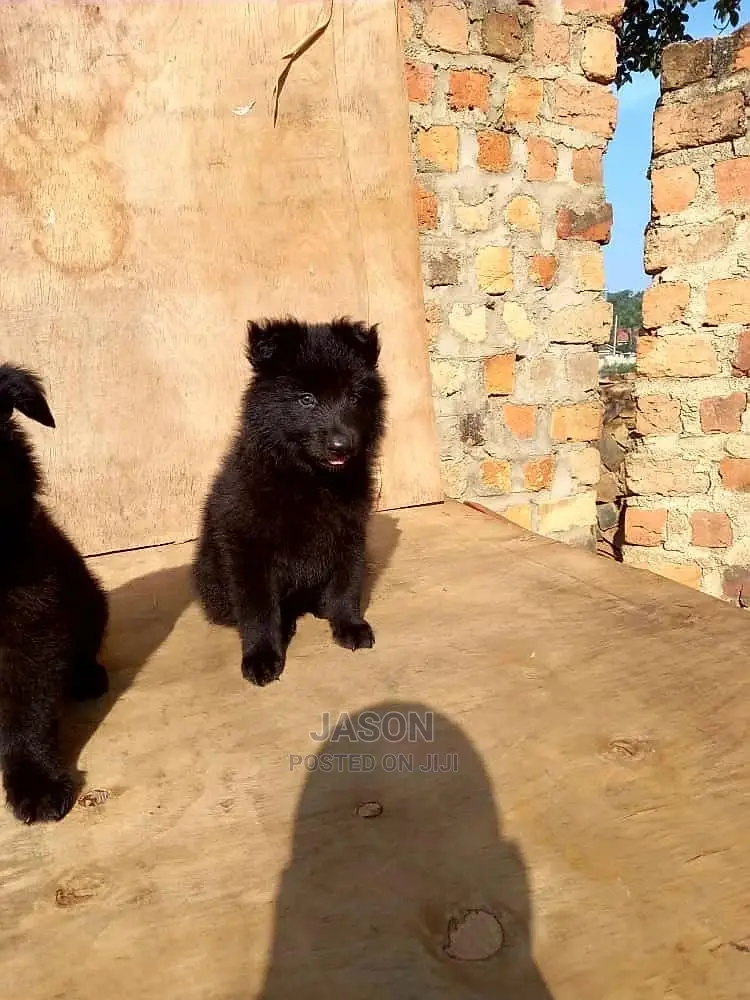 1-3 Months Male Purebred German Shepherd